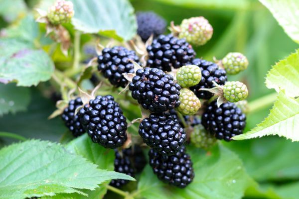 Blackberry Bush Removal in Crestview