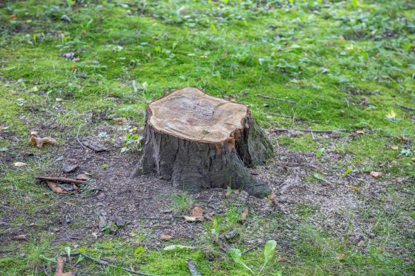 Bush Stump Removal in Crestview