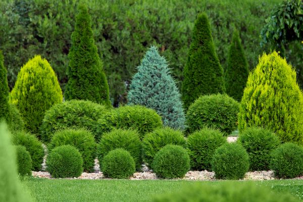 Bush Trimming Service in Crestview