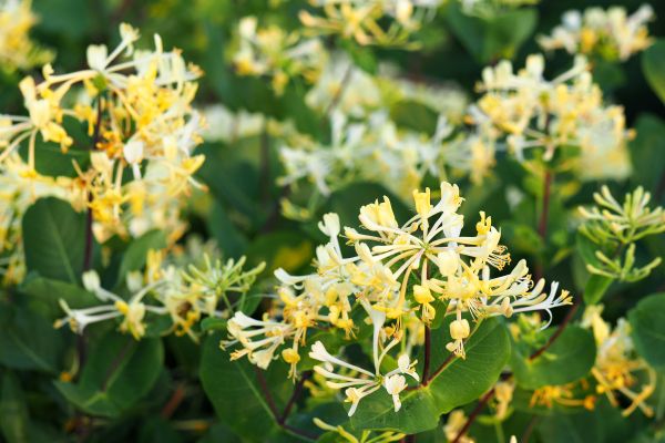 Honeysuckle Removal in Crestview
