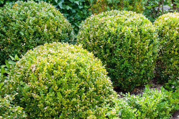Landscape Trimming Service in Crestview