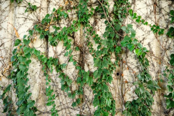 Vine Removal Service in Crestview