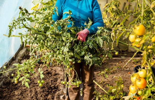 Garden Plant Removal