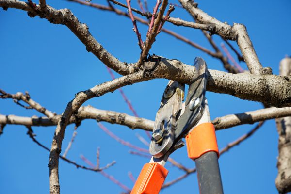 Selective Pruning in Crestview