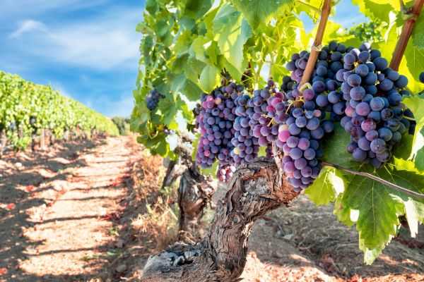 Grapevine Pruning in Crestview