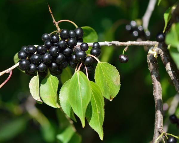 Buckthorn Removal in Crestview
