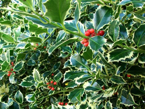 Holly Bushes Trimming in Crestview