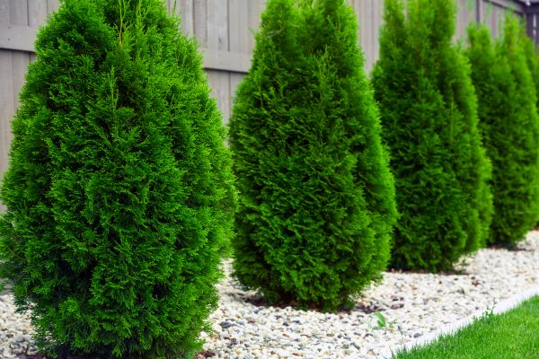 Arborvitae Removal in Crestview