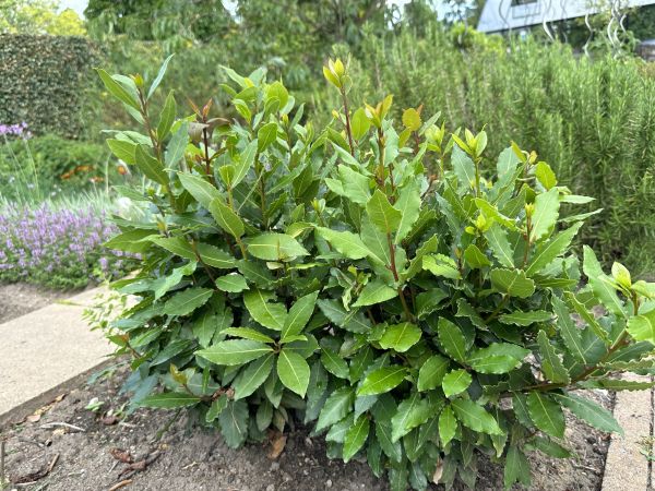 Laurel Hedge Removal in Crestview