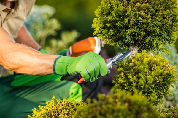 Landscape Pruning Service in Crestview
