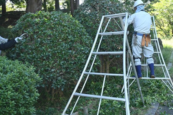 Holly Shaping in Crestview