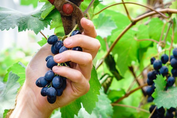 Vineyard Pruning in Crestview