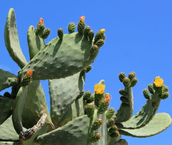 Cactus Removal in Crestview