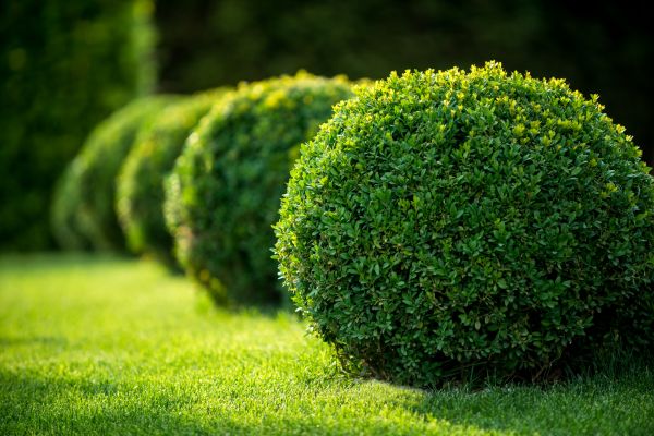 Boxwood Shaping in Crestview