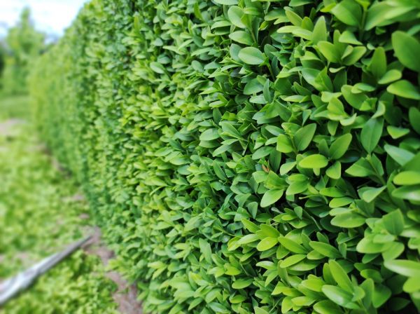 Boxwood Pruning in Crestview