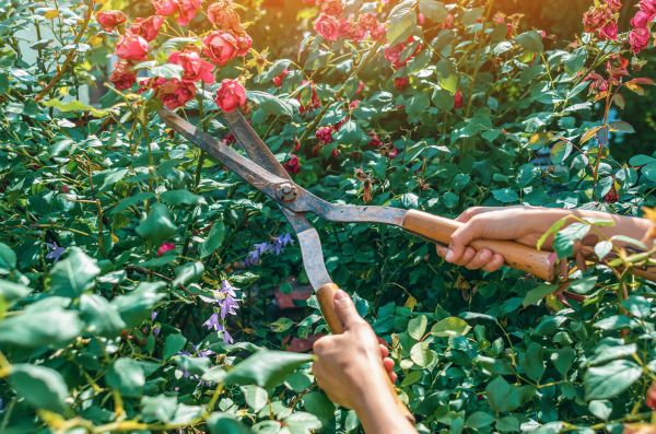 Knockout Roses Pruning in Crestview