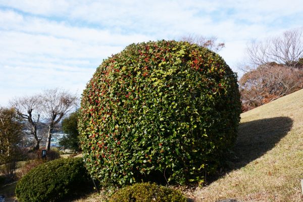 Holly Shrub Pruning in Crestview