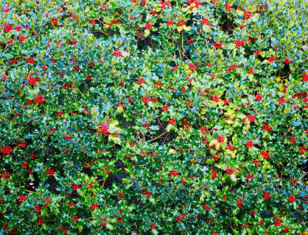 Holly Bush Removal in Crestview