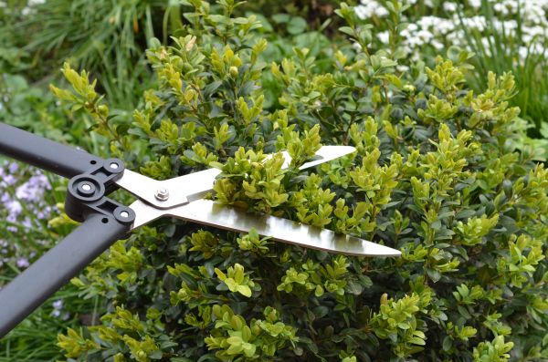 Boxwood Trimming in Crestview