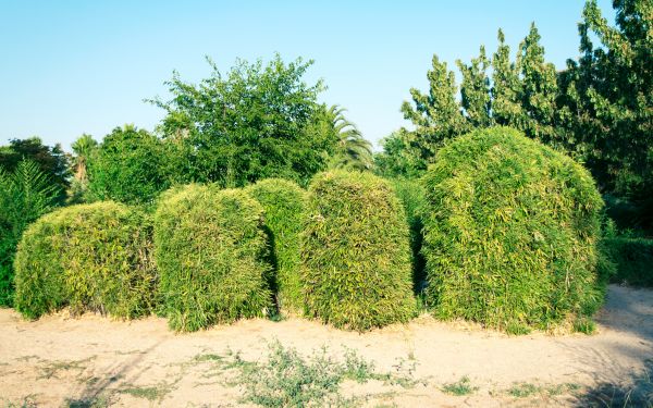 Bamboo Hedge Removal in Crestview