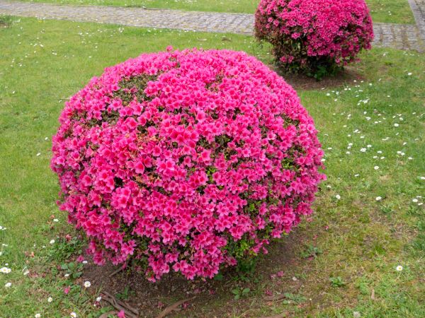 Rhododendron Pruning in Crestview