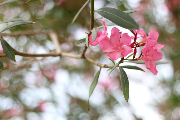Oleander Removal in Crestview
