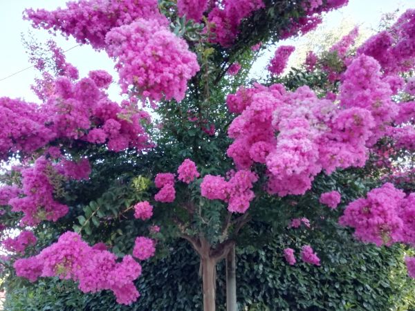 Crape Myrtle Pruning in Crestview
