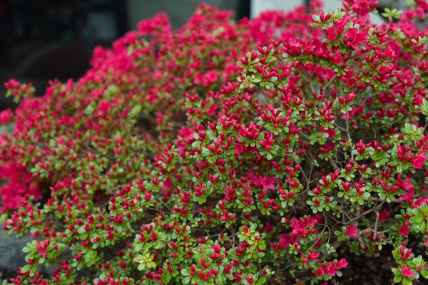Weigela Removal Service in Crestview