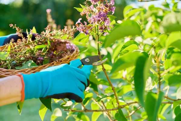 Lilac Trimming Service in Crestview