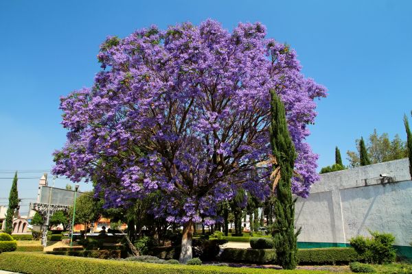 Jacaranda Pruning in Crestview