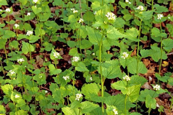 Garlic Mustard Removal in Crestview