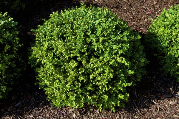 Boxwood Removal in Crestview