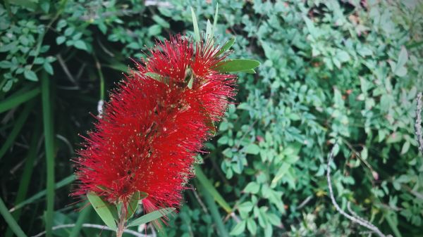 Bottlebrush Pruning in Crestview
